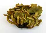 sulphur tuft